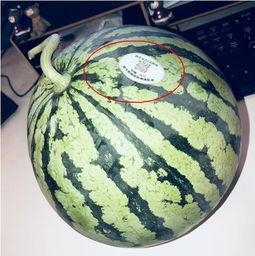 吃网红瓜是什么意思,网络时代下的娱乐风向标  第1张